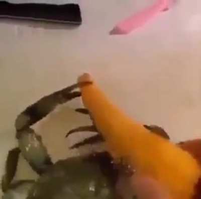 krab