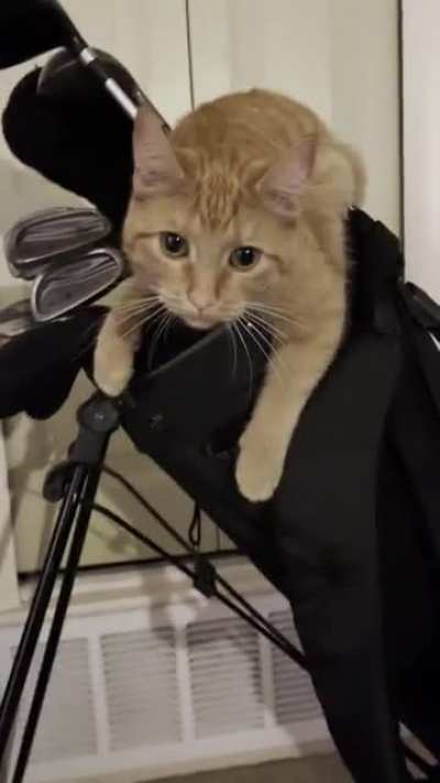 I took this on international cat day.