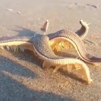 Cthulhu Roomba