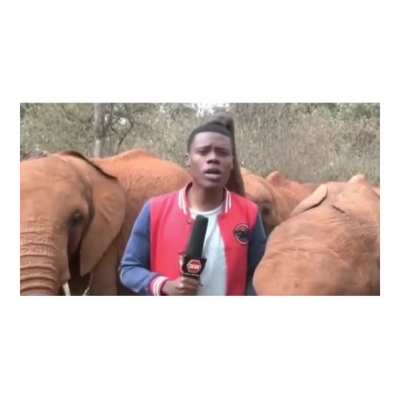 The elephant definitely approves of his message