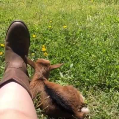 This is the cutest!