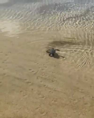 The ocean needs me!