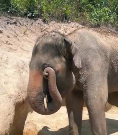 🔥Elephants use their trunk to rub their eyes 🐘