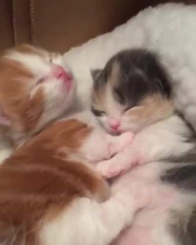 I can't handle this much cuteness.