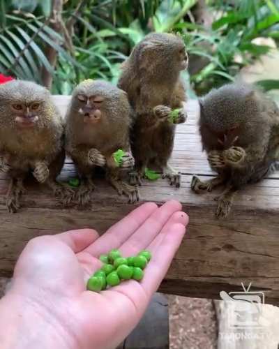 Pygmy Marmosets munching on peas is everything I needed today.