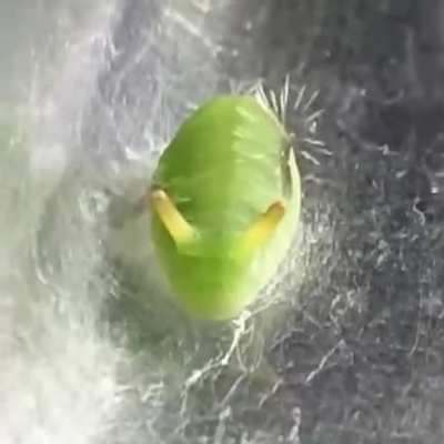 The Curetis acuta caterpillar has a bizarre reaction if it gets surprised or scared.