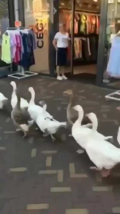 Follow the Leader
