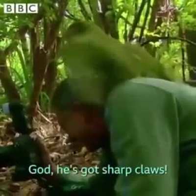 Mating rituals
