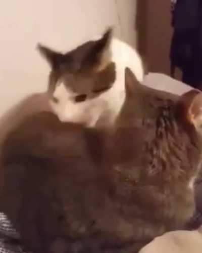 Poor cat