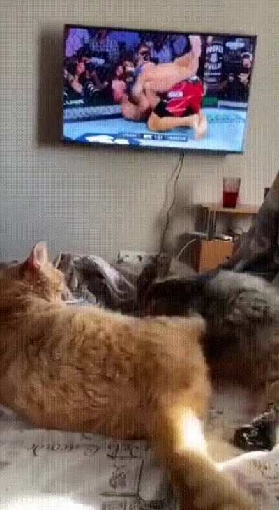 ММА- бои без правил