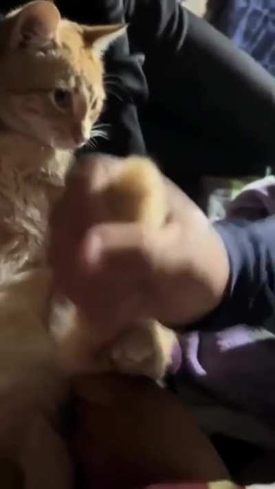 Kitty