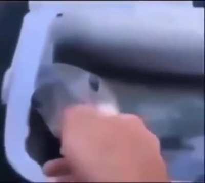 waa waa