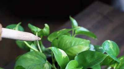 Best Moss Stake Under $10 for Your Monstera.