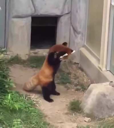 Cute Red panda trying to scare off a stone , by standing..