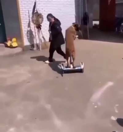 Don’t worry the cat is ok