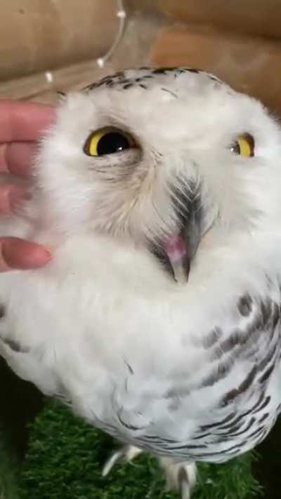 Head tickles