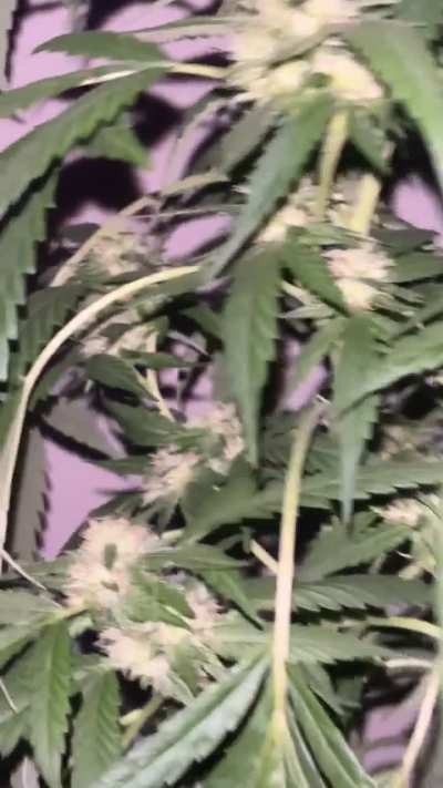 First grow-Opinions