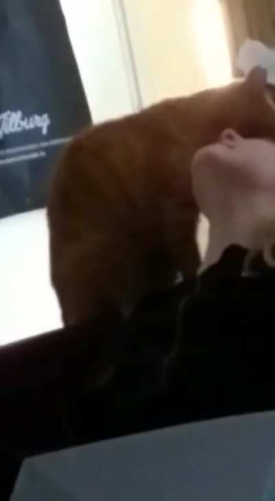 Me in 2019 annoying my cat