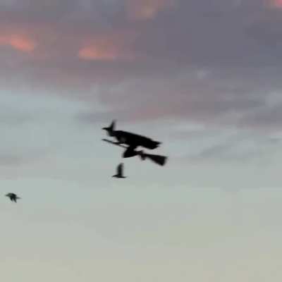 Oppressor MK 2 scoping out it's next victim.
