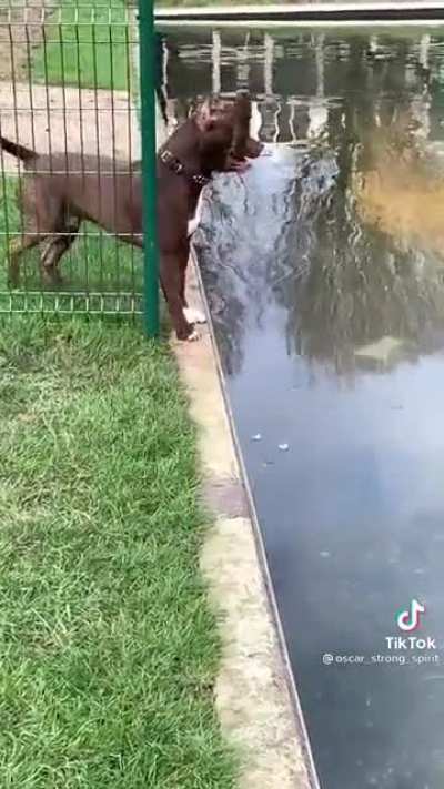 Pooch could have don't with a helping hand