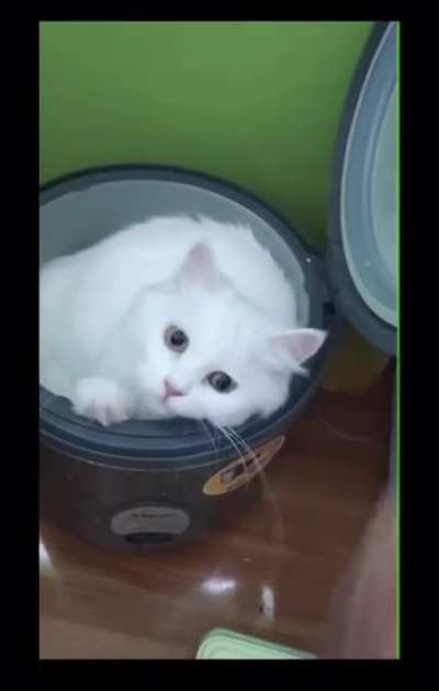 Rice cooker malfunction