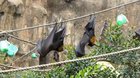 Bat going for a pee!