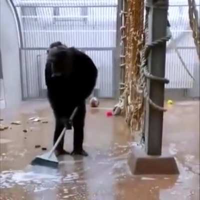 Chimp use broom left by zoo keeper to sweep after seeing zoo keeper clean the area everyday for 6 years