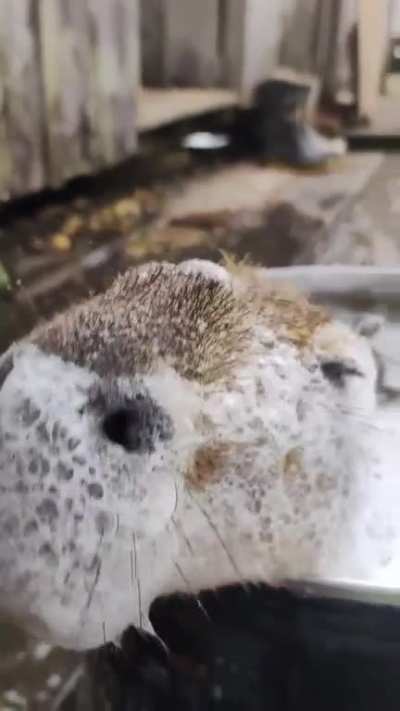 Diving in water