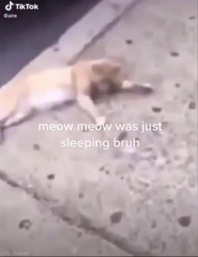meow meow