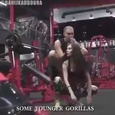 alpha male gorilla