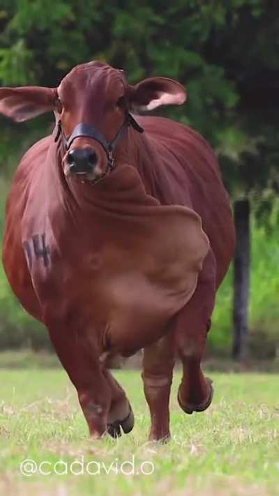 A Brahman Heifer