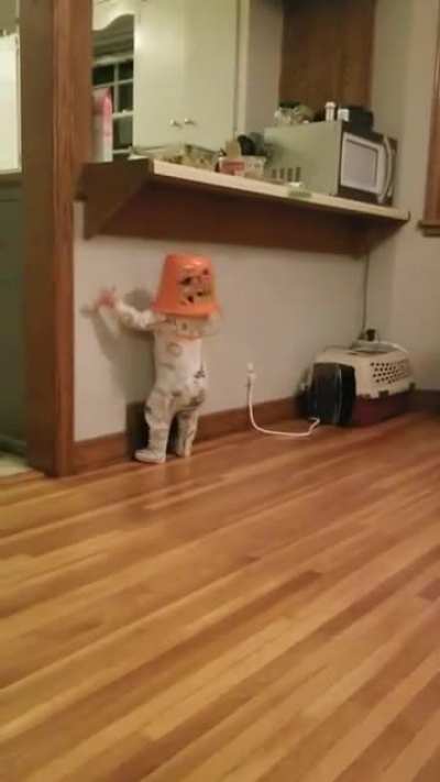 She cried when we took the bucket of her head. We put it back on. This happened.