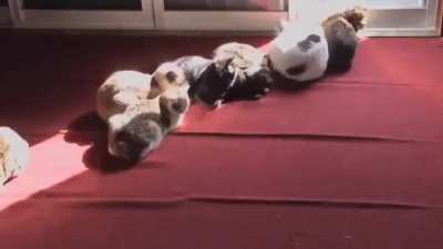 Cats are solar powered