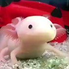 An axolotl's lightning fast reaction.