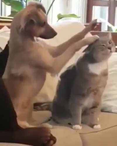 He’s trying his best to learn how to pet the kitty.