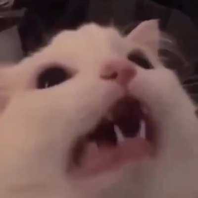 Nyaaaaa