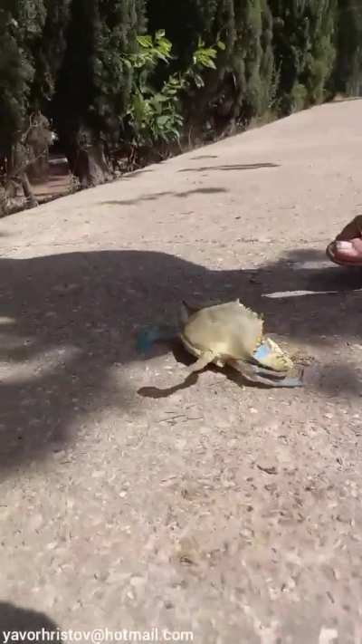 Girl crush crabs