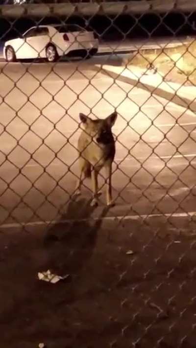 Don’t feed the coyotes!