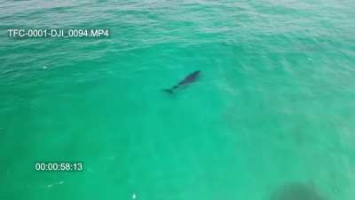 🔥 I'll see your surfing dolphins and raise you a whale.