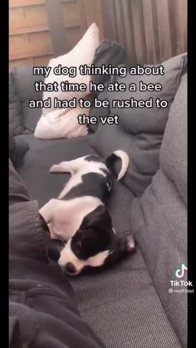 dogbees