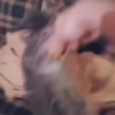nhaa - Video #2358