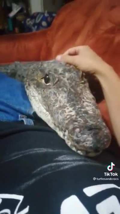 Argonians when... Idk I'm not funny