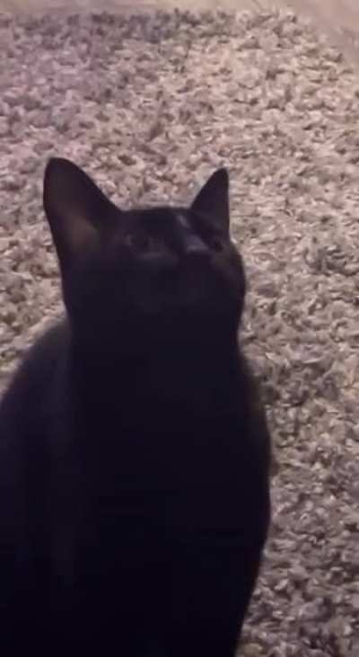 A yawn, mid-chatter