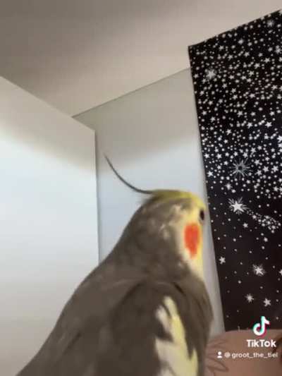 Here’s Groot with some Cookie Song