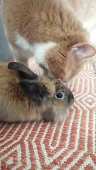 my bunny is loved 🐰🐰😊