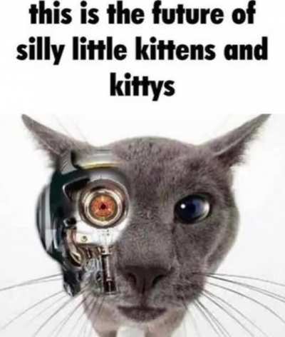 what has happened to the cats