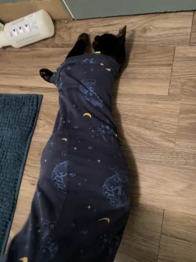 My cat insists on snuggling when I’m on the toilet. Then he went in my pants and I had to shake him out 