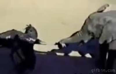 elephant & ostrich go brr
