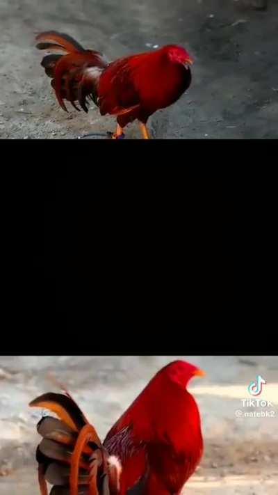 C o c k