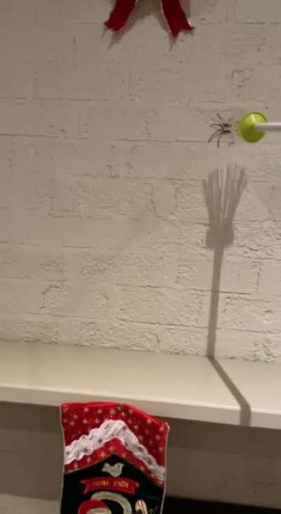 Living in Australia be like…